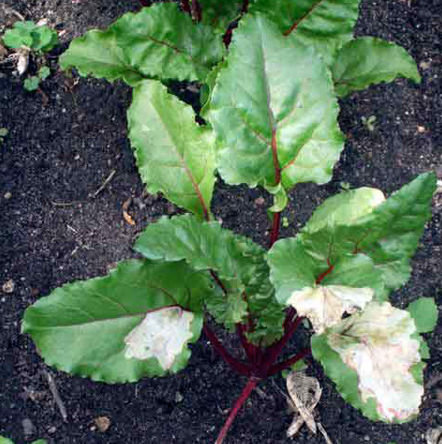 Plants Damaged by Leafminers